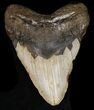 Bargain Megalodon Tooth - North Carolina #40246-1
